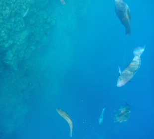 Unter Wasser an der Marina 