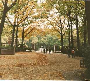 Aleja prowadząca do cmentarza