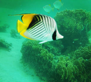 Tolles Riff am SENTIDO Oriental Dream Resort