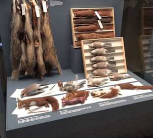 Museum der Naturkunde