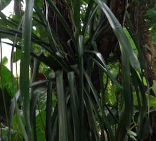 Tropicarium