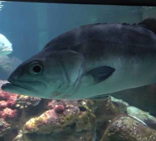 Sea Life