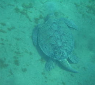 Schildkröte am Meeresgrund