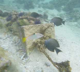 Schnorcheln Bel Ombre