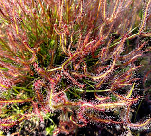 Sonnentau im Feuchtbiotop
