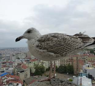 Hoch über der Stadt