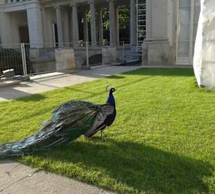 Павлины в Лазенках (Варшава)