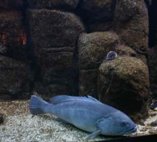 Kretaquarium