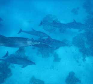 Delfintour mit Mogli Delfintours