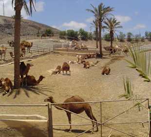 Kamelaufzuchtstation