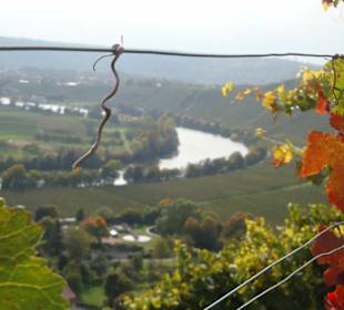 Blick auf den Neckar