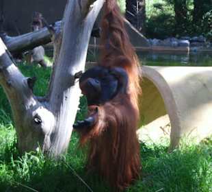 Bewohner vom Palmitos Park