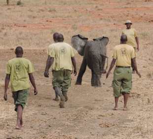 Babyfant-Rettung auf dem Weg nach Galdessa