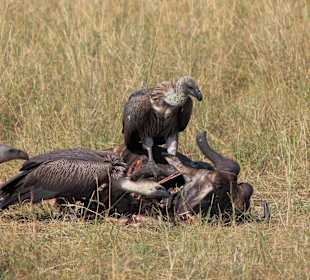 Geier bei der Mahlzeit ...