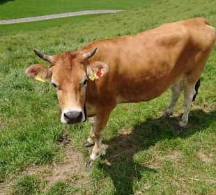 So sieht eine glückliche Kuh aus 