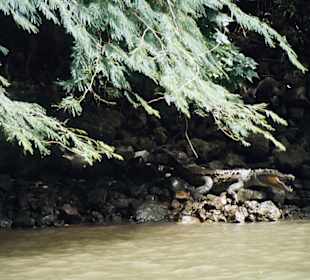Cocodrilo, Cañon del Sumidero, Mexico