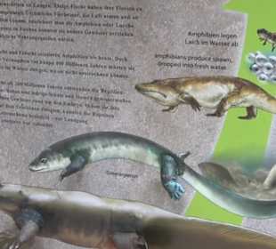 Dinosaurier Museum Altmühltal