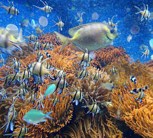 Impressionen aus dem Aquazoo Löbbecke Museum