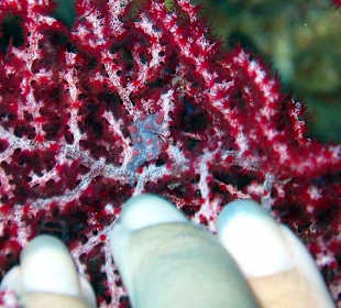 Pygmäen Seepferdchen