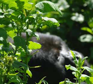 Der erste Anblick des Silberrückens
