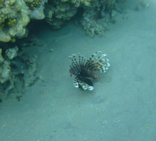 Rotfeuerfisch am Hotel Jaz Blumarine