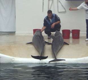 Delphinarium in Varna