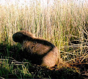 Ein Wasserschwein am frühen Morgen