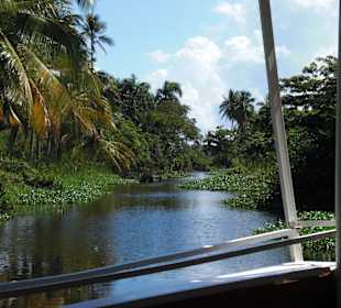 Tropical River