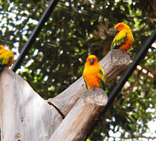 Tiere des Palmitos Parks