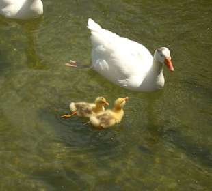 Isparta Gökçay Park