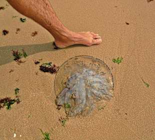 Ganz schön groß und gefährlich