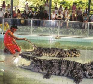 In der Krokodilfarm