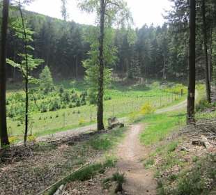 Auf dem Weg zum Hilschweiher