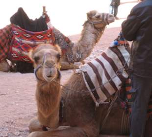 Reitkamel vor dem Schatzhaus