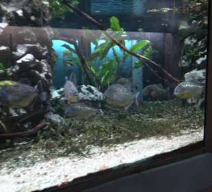 Tierpark Hellabrunn - Fische