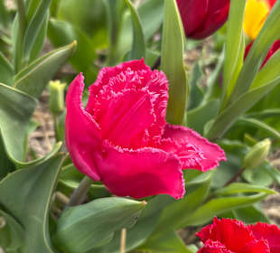 Floratuin Julianadorp