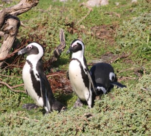 ...ups....nicht stolpern...