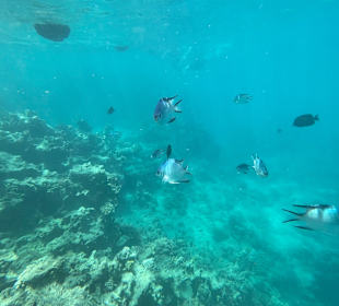 Schnorcheln Marsa Alam