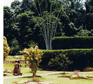 Royal Botanic Garden in Peradeniya