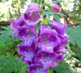 Impressionen aus dem Stadtwald Verden