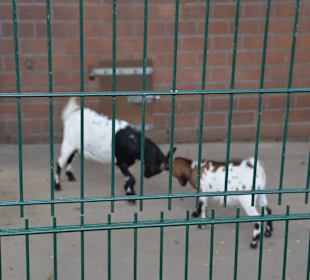 Irrland Bauernhof-Erlebnisoase