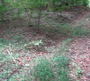 Wandertour an den Traifelbergfelsen