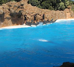 Delphinshow im Loro Parque