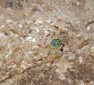 Meeresbewohner vom Riff Hotel Iberotel Coraya Beach