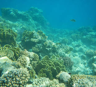 Riff vorm Makadi Palace