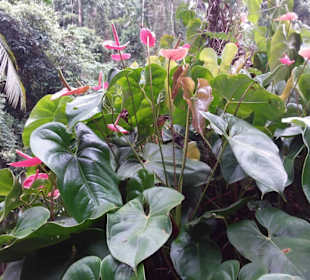 Cachoeira da Pedra Branca