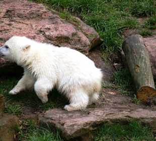 Im Zoo bei Flocke