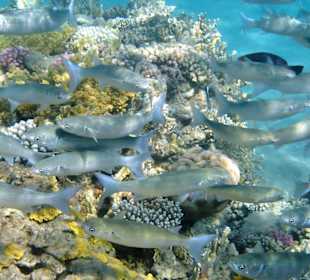 Fort Arabesque - Fischschwarm