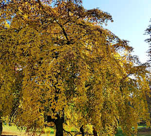 Herrlicher alter Baumbestand