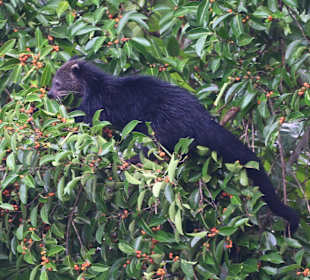Ein Binturong stielt Beeren